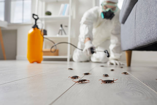 Post-Treatment Bed Bug Interceptor Monitoring in Rapids